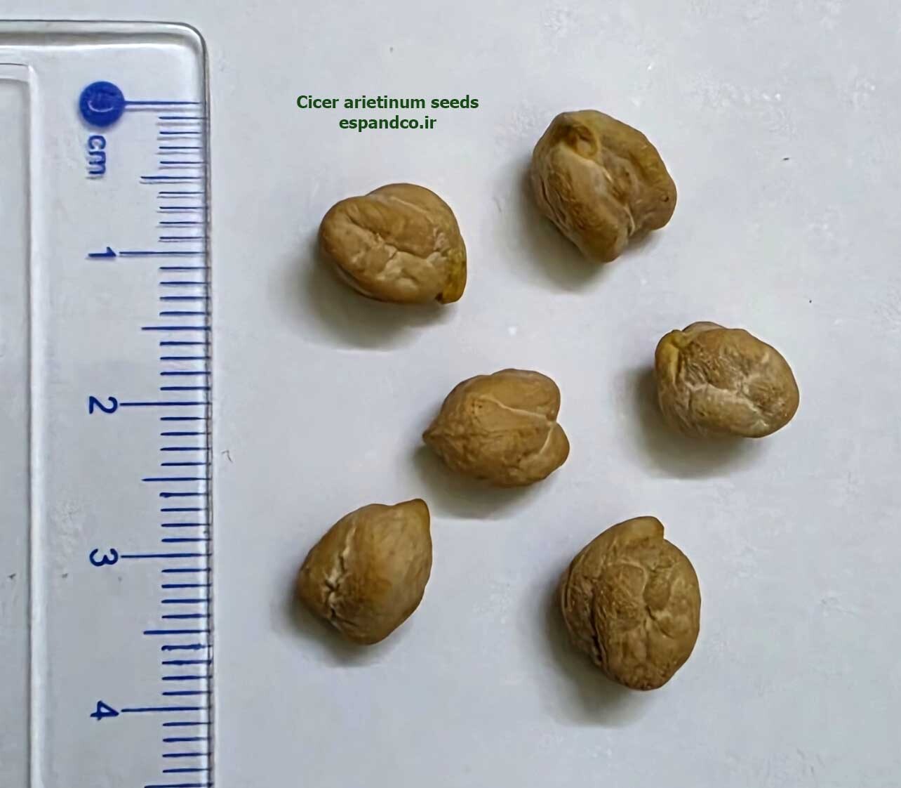  Cicer arietinum seeds 